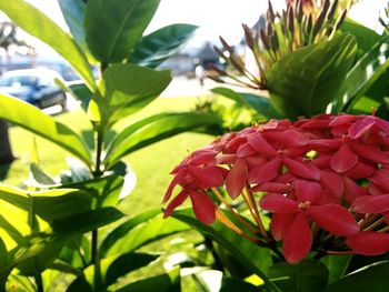 Close-up of red flowers blooming outdoors