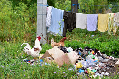 Poverty - hen and rooster in a developing country rural area