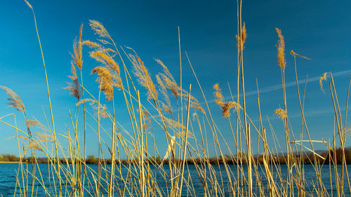 Low angle view of reed grass against blue sky