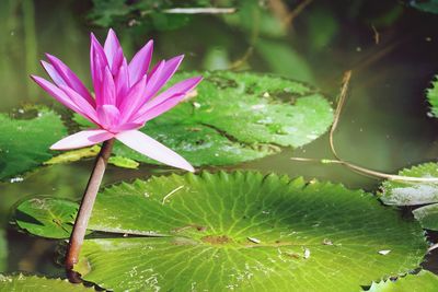 Close-up of lotus water lily in lake