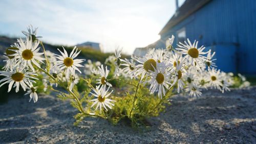 Close-up of flowers blooming outdoors