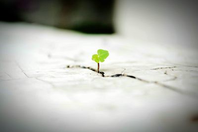 Close-up of plant against blurred background
