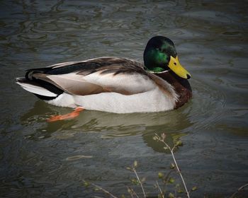Close-up of mallard duck swimming on lake