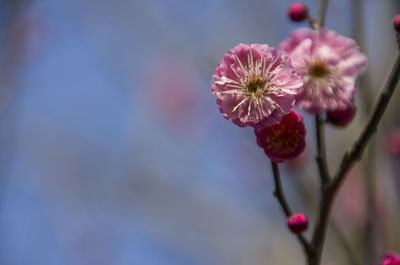 Close-up of pink flowers blooming outdoors