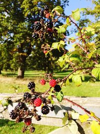 Close-up of berries growing on tree