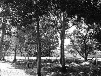Trees growing on field