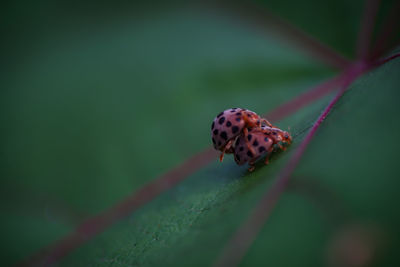 Close-up of butterfly on leaf