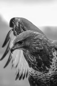 Close-up of eagle