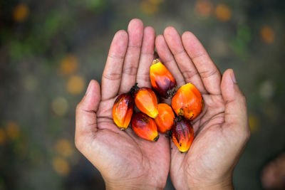 Close-up of palm oil seeds on male's hand