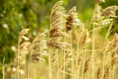 Close-up of grass on field