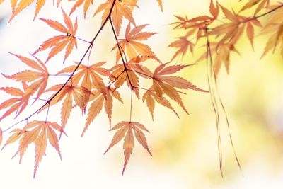 Close-up of maple leaves during autumn