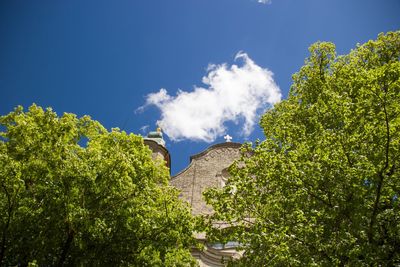 Low angle view of trees against blue sky