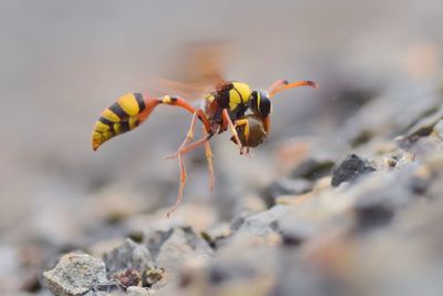 Close-up of bee on rock