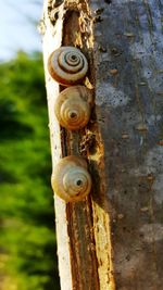 Close up of wood