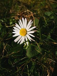 Close-up of white flower blooming outdoors