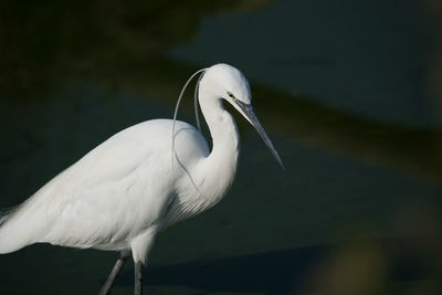 Portrait of egretta garzetta in water. medium color background, horizontal image