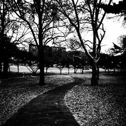 Trees in park