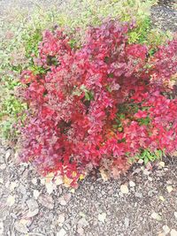 High angle view of pink flowering plants