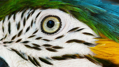 Close-up of peacock