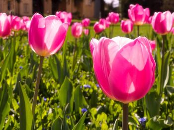 Close-up of pink crocus flowers