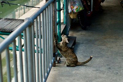 High angle view of dog by railing