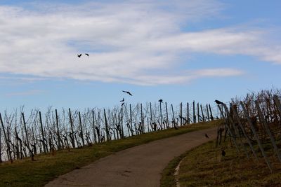 View of footpath against sky