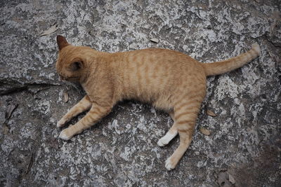 High angle view of a cat