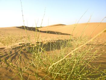 Scenic view of field against clear sky