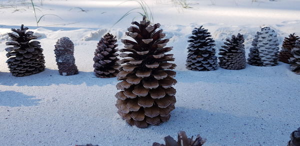 Pine cones on field during winter