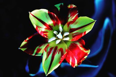 Close-up of red rose flower