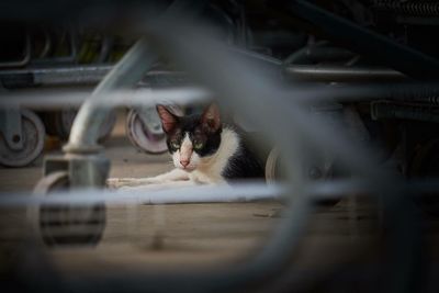 Cat sitting on footpath