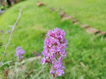 Close-up of pink flowering plant on field