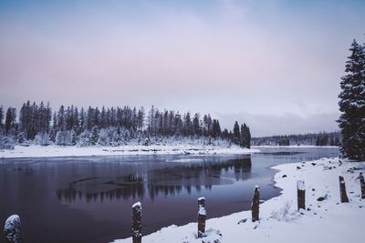 Snow covered trees by lake against sky