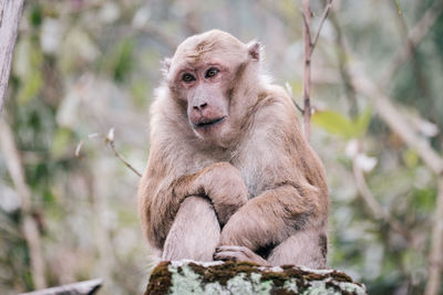 Portrait of monkey sitting on tree