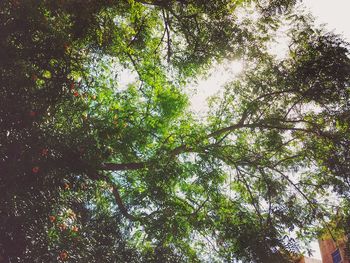 Low angle view of trees