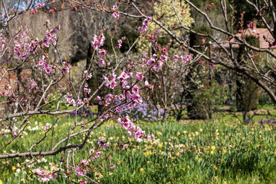 Pink flowering plants on field