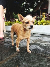 Portrait of dog standing by plants