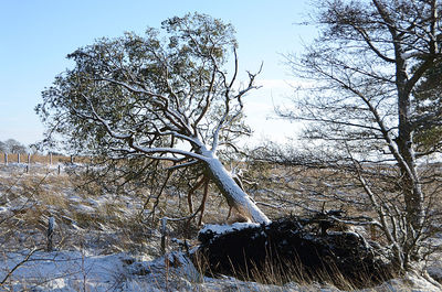 Bare tree against clear sky during winter