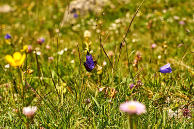 Close-up of purple crocus flowers on field