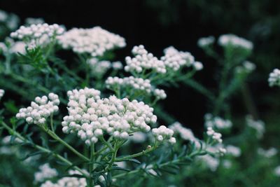 Close-up of white flowers blooming outdoors