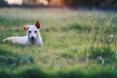 Portrait of dog on field