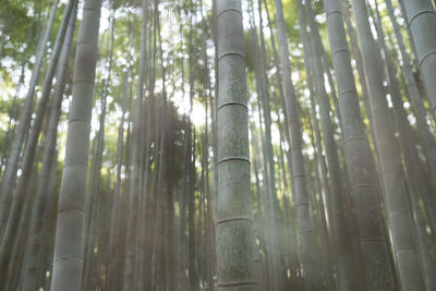 Low angle view of bamboo trees in forest