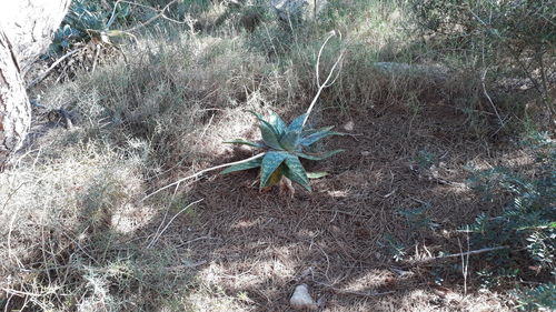 High angle view of dry leaf on field