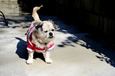 Portrait of dog