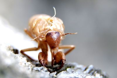 Close-up of snail