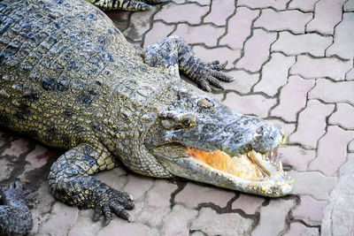 High angle view of crocodile on rock