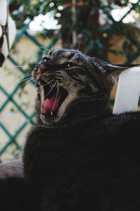 Feline roar