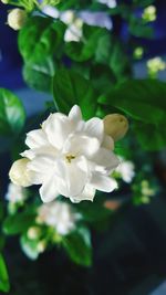 Close-up of flower blooming outdoors