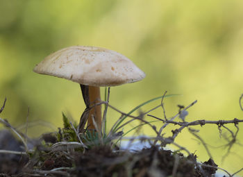 Close-up of mushroom growing on field