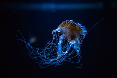 Jellyfish swimming in sea